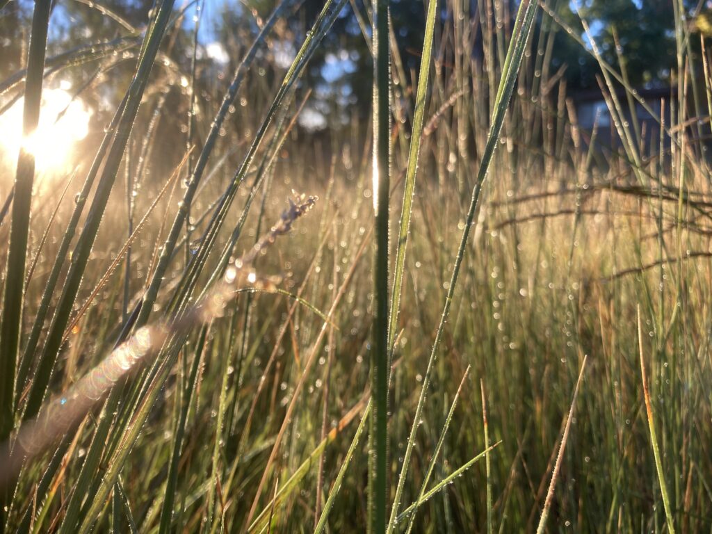 Grass light